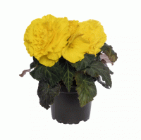  Limitless Yellow Red Back Imp. - 5   NEW!!!