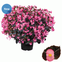   Stonehedge Rose Bronze Leaf - 3 