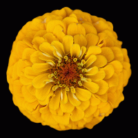   Oklahoma Golden Yellow - 10 