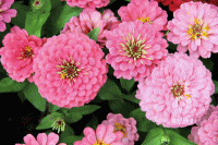   Oklahoma Pink - 10 