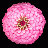   Oklahoma Pink - 10 