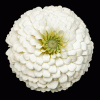   Oklahoma White - 10 