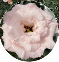   Corelli Peach Ice (1) - 5   NEW!!!