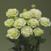   Corelli SU Green (3) - 5   NEW!!!