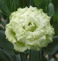   Corelli SU Green (3) - 5   NEW!!!