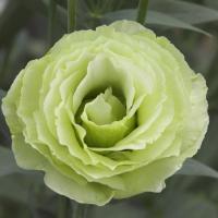   Croma Green (2) - 5   NEW!!!