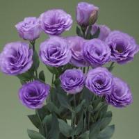   Croma Lavender (3) - 5   NEW!!!