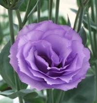   Croma Lavender (3) - 5   NEW!!!