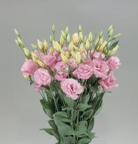   Super Magic Rose (1-2) - 5