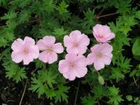  Vision Pink - 3 