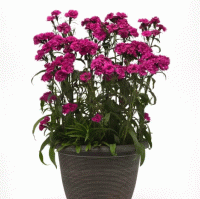   Dynasty Orchid - 5 