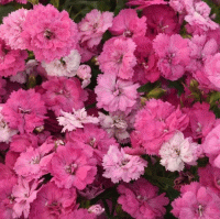   Dynasty Pink Magic - 5 