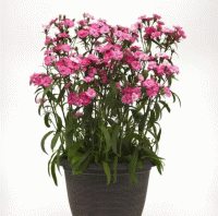   Dynasty Pink Magic - 5 