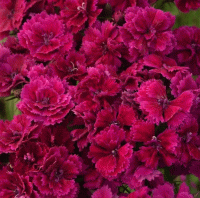   Dynasty Purple - 5 