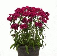   Dynasty Purple - 5 
