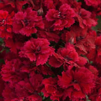   Dynasty Red - 5 