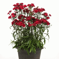   Dynasty Red - 5 