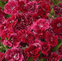   Dynasty Rose Lace - 5 