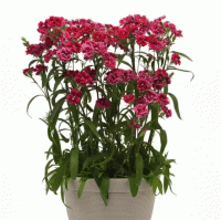   Dynasty Rose Lace - 5 
