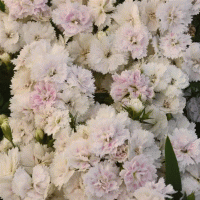   Dynasty White Blush - 5 