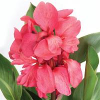  Cannova Rose DB - 3   NEW!!!