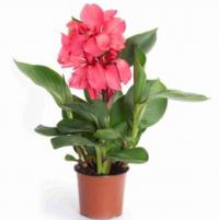  Cannova Rose DB - 3   NEW!!!
