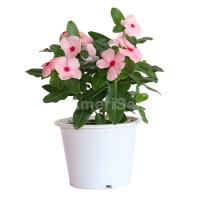  Mega Bloom Apricot - 5 