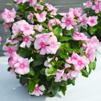 Mega Bloom Icy Pink - 5 