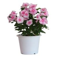  Mega Bloom Icy Pink - 5 