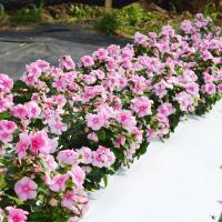  Mega Bloom Icy Pink - 5 