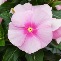  Mega Bloom Icy Pink - 5 
