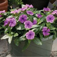   Solar Avalanche Blueberry - 5 