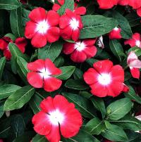   Solar Avalanche Cherry Brilliant Eye - 5 