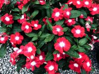   Solar Avalanche Cherry Brilliant Eye - 5 