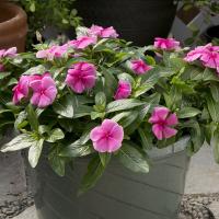   Solar Avalanche Pink - 5 