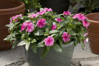   Solar Avalanche Pink - 5 