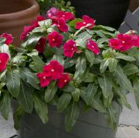   Solar Avalanche Rose - 5 