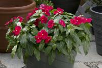   Solar Avalanche Rose - 5 