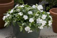   Solar Avalanche White - 5 