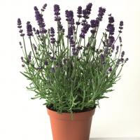   Blue Scent Early - 5 
