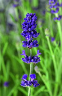   Blue Scent Early - 5 