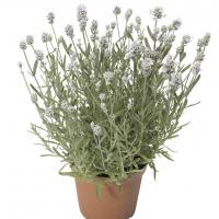   White Scent Early - 5 
