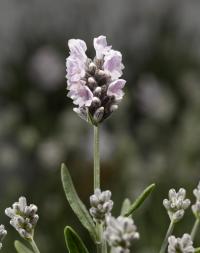   White Scent Early - 5 