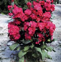  Cinderella Red - 10 