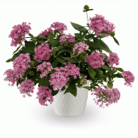   Beehive Lilac - 3   NEW!!!