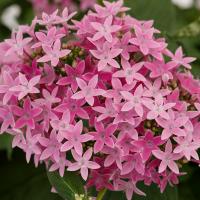   Beehive Lilac - 3   NEW!!!