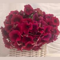   Amore Mio Burgundy Shades - 5   NEW!!!