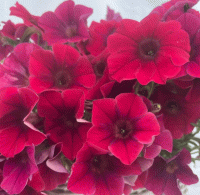   Amore Mio Burgundy Shades - 5   NEW!!!