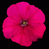   BOOM! HD Rose - 10   NEW!!!