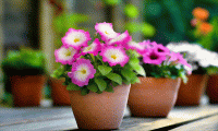   BOOM! HD Rose Morn - 10   NEW!!!